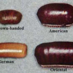 Cockroach-Eggs-Look-Like