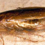 German Cockroach