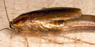 German Cockroach