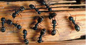 How to Get Rid of Black Ants