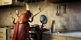 How to Get Rid of Cockroaches in Kitchen Cabinets