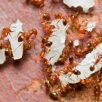 How to Get Rid of FIre Ants in a Chicken Coop