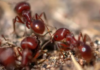 How to Get Rid of Fire Ants -Image