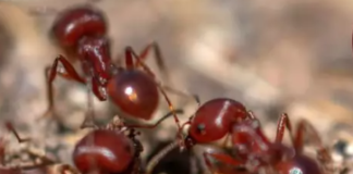 How to Get Rid of Fire Ants -Image