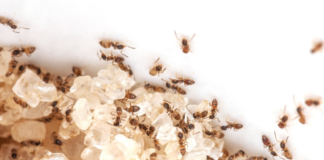 How to Get Rid of Sugar Ants Naturally & Fast