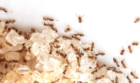 How To Get Rid Of Sugar Ants In Your Home In Kitchen Bedroom   How To Get Rid Of Sugar Ants Naturally Fast 