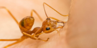 What do Ant Bites Look Like