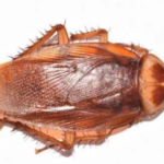 American-Cockroach-Picture