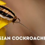 Asian-Cockroach1