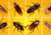 Different Types of Cockroach Species