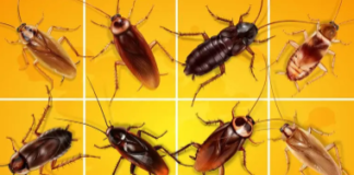 Different Types of Cockroach Species