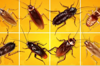 Different Types of Cockroach Species