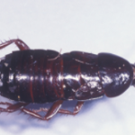 Female-Adult-Oriental-Cockroach