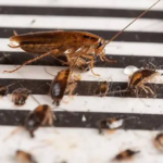 How-to-Get-Rid-of-Baby-Roaches