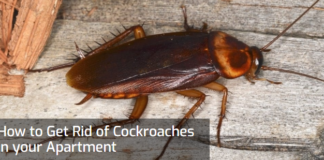 Effective Ways to Get Rid of Roaches