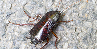 Oriental Cockroach-Image