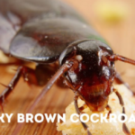 Smoky-Brown-Cockroach