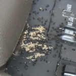 Ants in Car – How to Get Rid