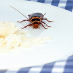 How-Long-Can-Cockroaches-Live-Without-Food