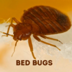 Bed-Bugs