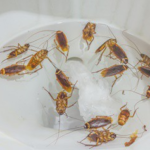 Do Cockroaches Die in Water