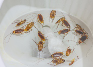 Do Cockroaches Die in Water