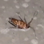 How-Does-Soap-Kill-Cockroaches