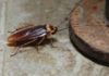 Natural-Enemies-of-Bed-Bugs-Cockroach