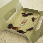 Why-Are-Cockroaches-Attracted-to-Cardboard-Boxes