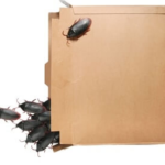 Why-Do-Cockroaches-Like-Cardboard-Boxes-1