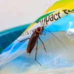 Can-Cockroaches-Eat-Through-Plastic-Bags