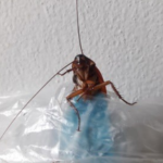 Do-Plastic Bags-Attract-Cockroaches