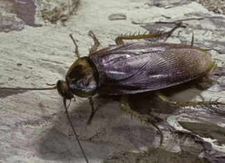 How-To-Get-Rid-of-Cockroaches-in-Your-Garage