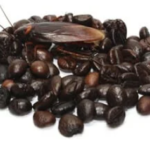 Are-There-Ground-Up-Cockroaches-In-Your-Coffee