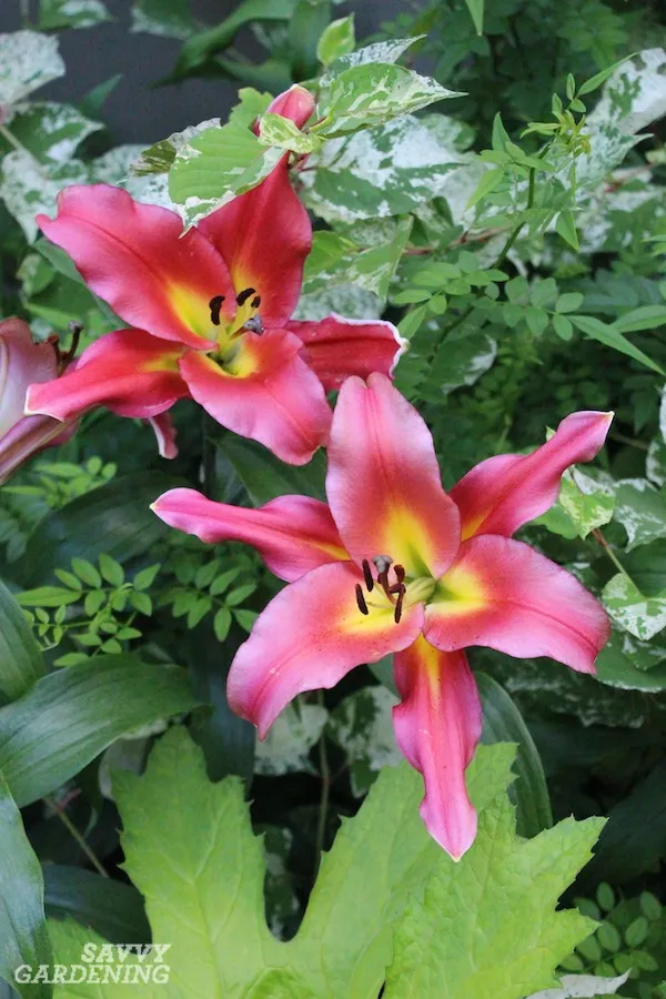 Best_oriental_lily_Acapulco